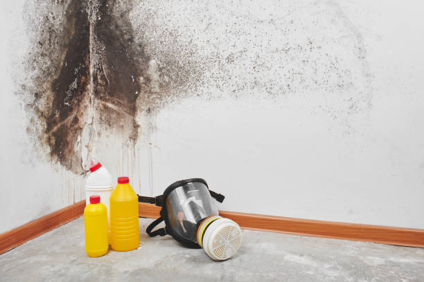 Holley, FL Mold Removal Company