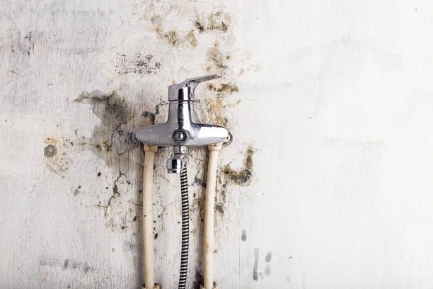 Mold Testing and Removal in Holley, FL