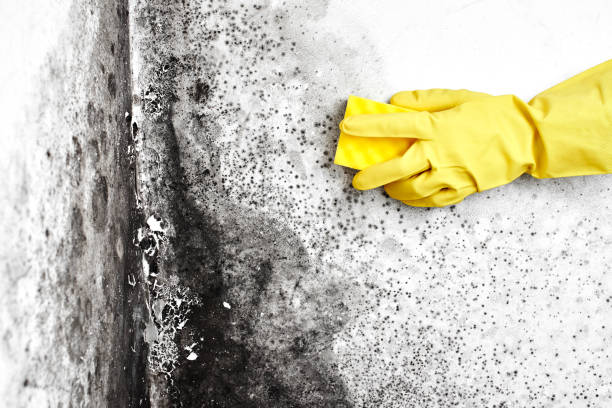 Best Fast Mold Removal  in Holley, FL