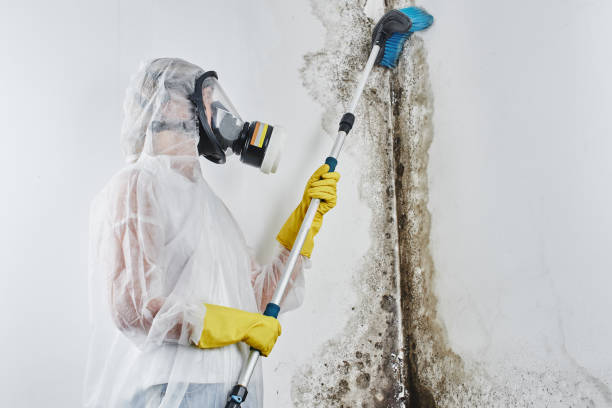 Best Toxic Mold Removal  in Holley, FL