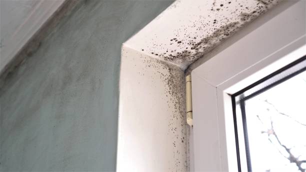 Best Office Mold Removal Services  in Holley, FL