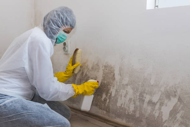 Best Professional Mold Removal  in Holley, FL