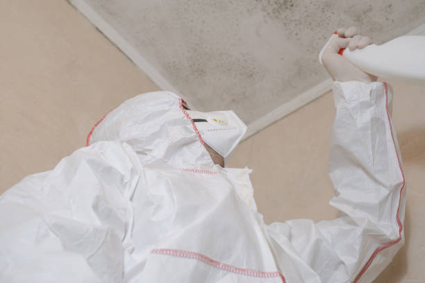 Best Emergency Mold Removal  in Holley, FL