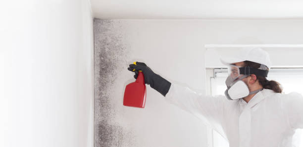 Office Mold Removal Services in Holley, FL