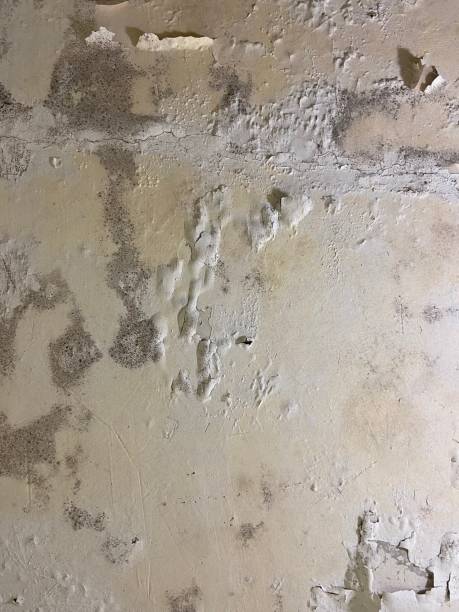 Best Attic Mold Removal  in Holley, FL