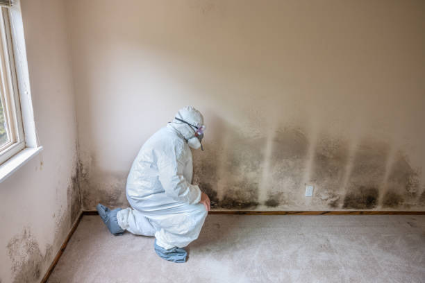 Best Office Mold Removal Services  in Holley, FL