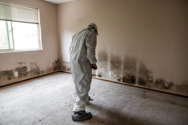 Best Mold Testing and Removal  in Holley, FL