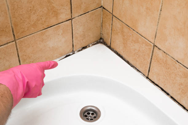 Best Toxic Mold Removal  in Holley, FL