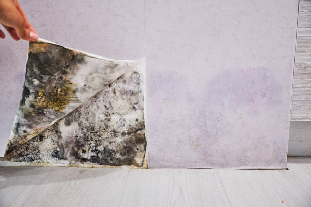 Mold Removal Process in Holley, FL